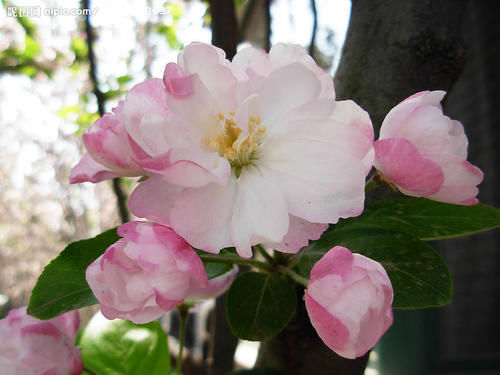 海棠花姿态潇洒随性，是花中的神仙，而且艳而不妖