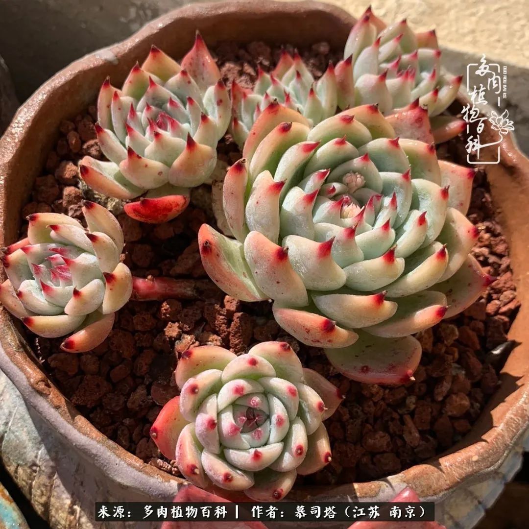 当多肉小白磕上吉娃娃!把自己都要美哭了!