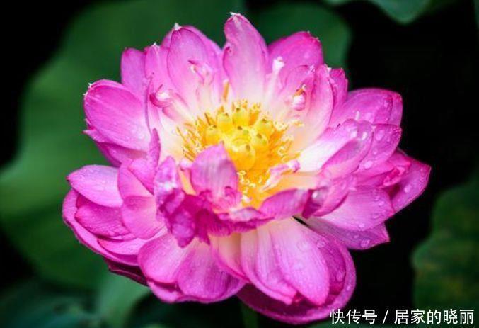 4种花,花大色艳很漂亮,家里养一盆,朋友很羡慕