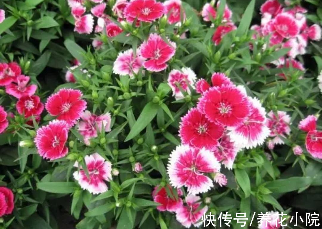 小花园|春天养上5种花，开花一茬接一茬，阳台变成小花园