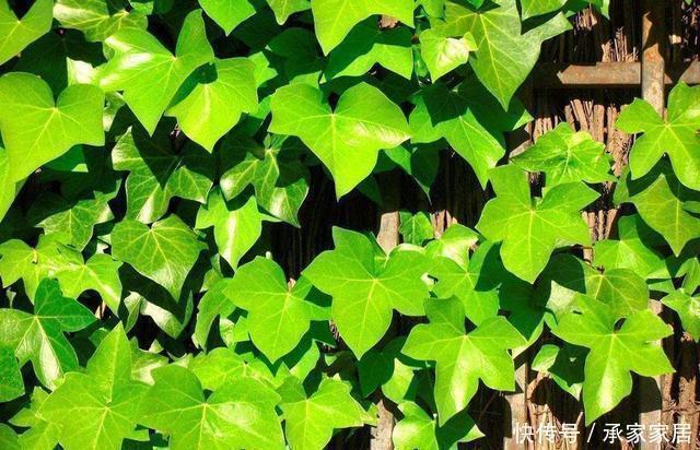 空调|3种耐晒的绿植盆栽,养在空调房,净化空气颜值高