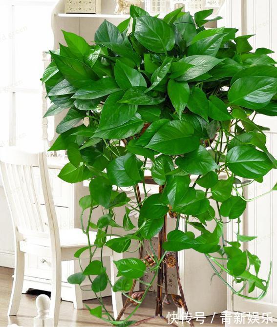 出门捡4种东西，养花垫盆底，营养土不用买，疏松透气、不烂根