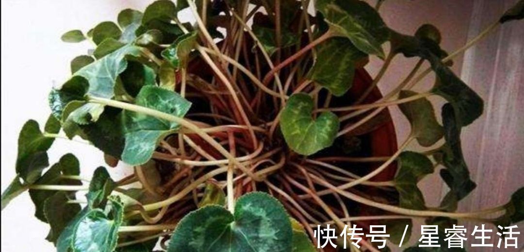 休眠|夏天3种花要休眠,要给它控水停肥,不然容易发生腐烂