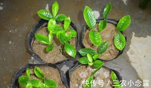 柳树|这是“天然”生根剂，路边捡一把，泡在水里，生根快速，浇花也旺