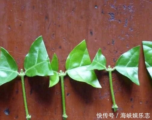 生根|茉莉花如何来扦插教你3个小步骤,扦插后快速生根长势更旺盛