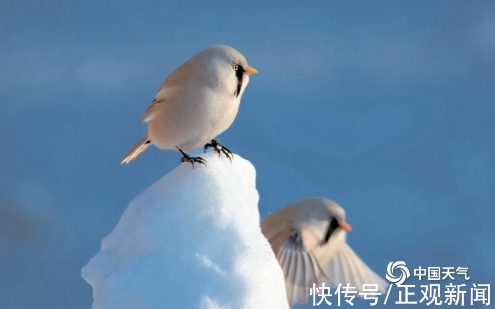 小精灵|冰雪中的小精灵，黑龙江大庆文须雀可可爱爱