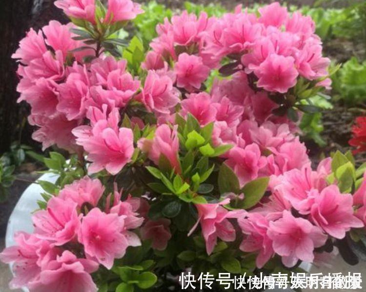 藤本|适合养在阳台的花卉，花开不断，花大色艳很漂亮