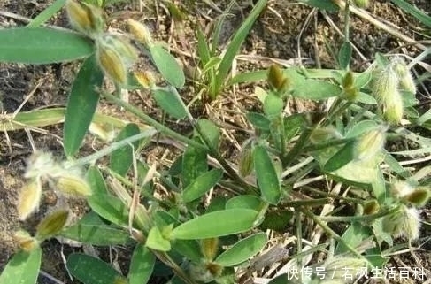 a156|农村经常见的一种植物,能够治疗''咳嗽'',一斤可以卖到20元!