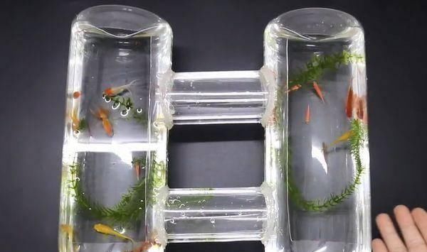 两个大塑料瓶连接起来,放在家里实用又好看,超市买一个要几十元