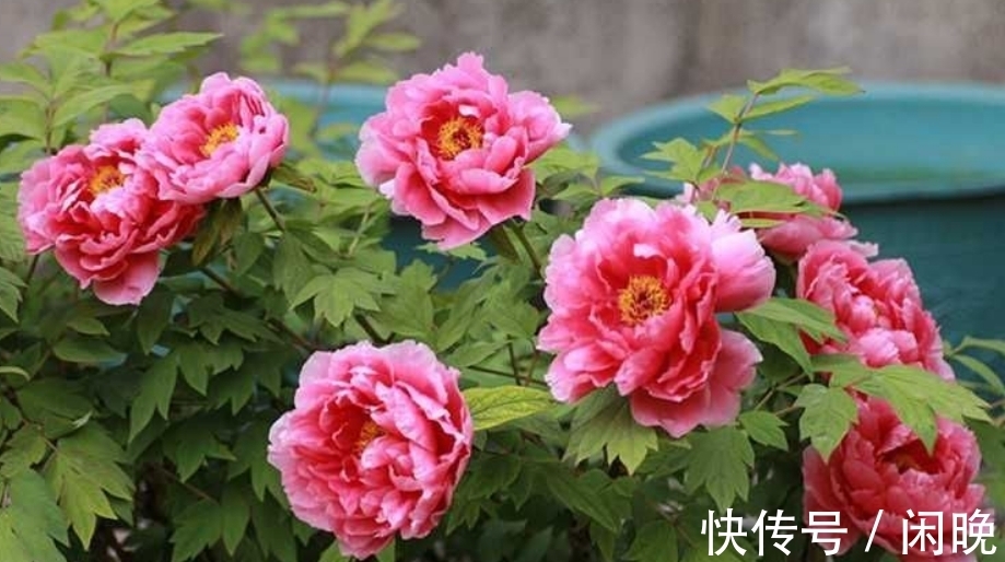 五种便宜花，越老越值钱，六年就成桩，身价翻番，可当“传家宝”