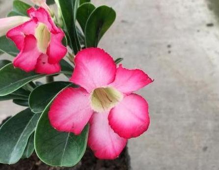 入冬后养3种花,浇水越懒惰,来年长势越好,你了解嘛