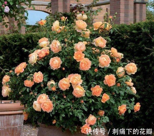 这2种花养成老桩不划算,不及时修剪,花都不开了!