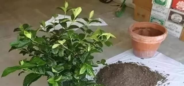 旺盛|花盆里种的花不需要买泥土,用这种东西混合种的花草都很旺盛