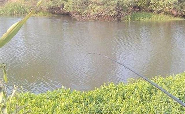 地方|夏季钓鱼不钓草？在有水草的地方钓鱼，钓位选择一定别任性