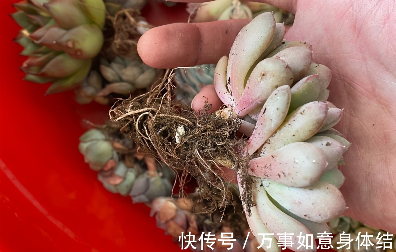 根部|春季给多肉修根需要注意的4个问题,正确修根,多肉长得好抗性强