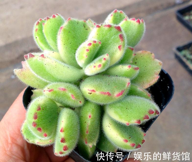 该怎么养好多肉植物白熊锦？抓住这些，长得肥肥胖胖，更漂亮