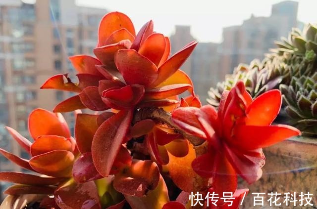 要点|60种多肉图鉴及养护要点,1分钟学会,超全超实用!