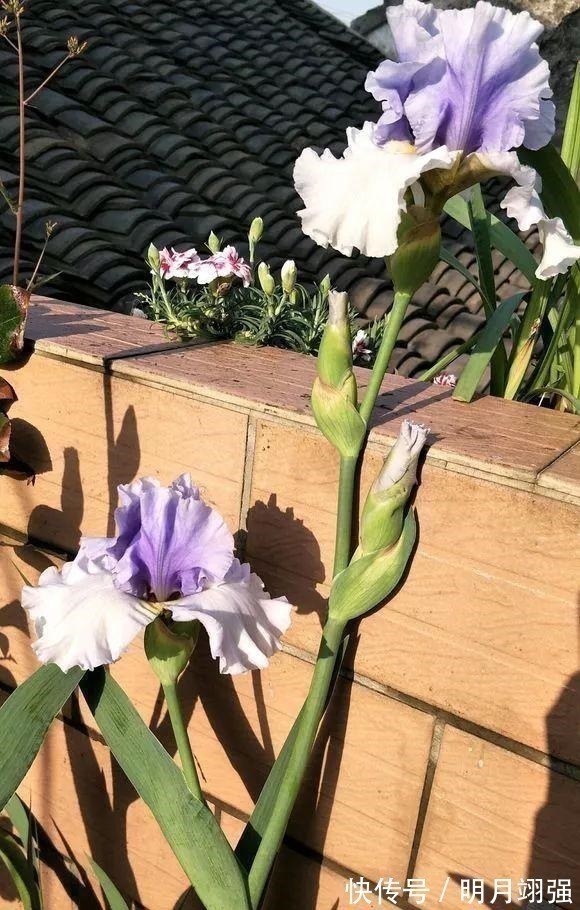 伞竹|4种花“嗜水如命”,一刻也不能断水,缺了就蔫,看看你家有吗!