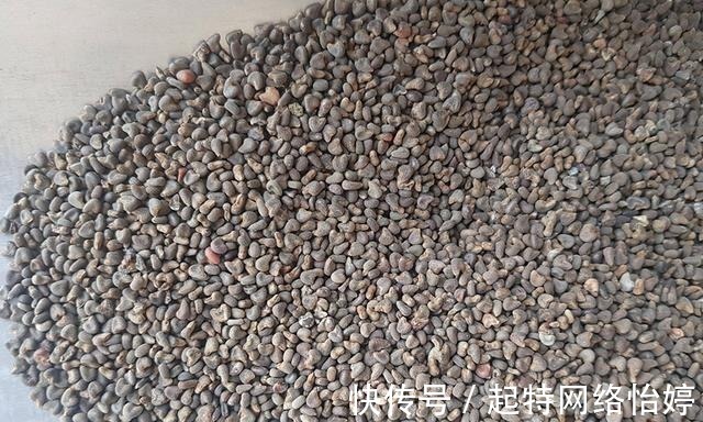 古代|一年采收7次,古代被称为“百菜之主”,如今沦为野菜少有人吃