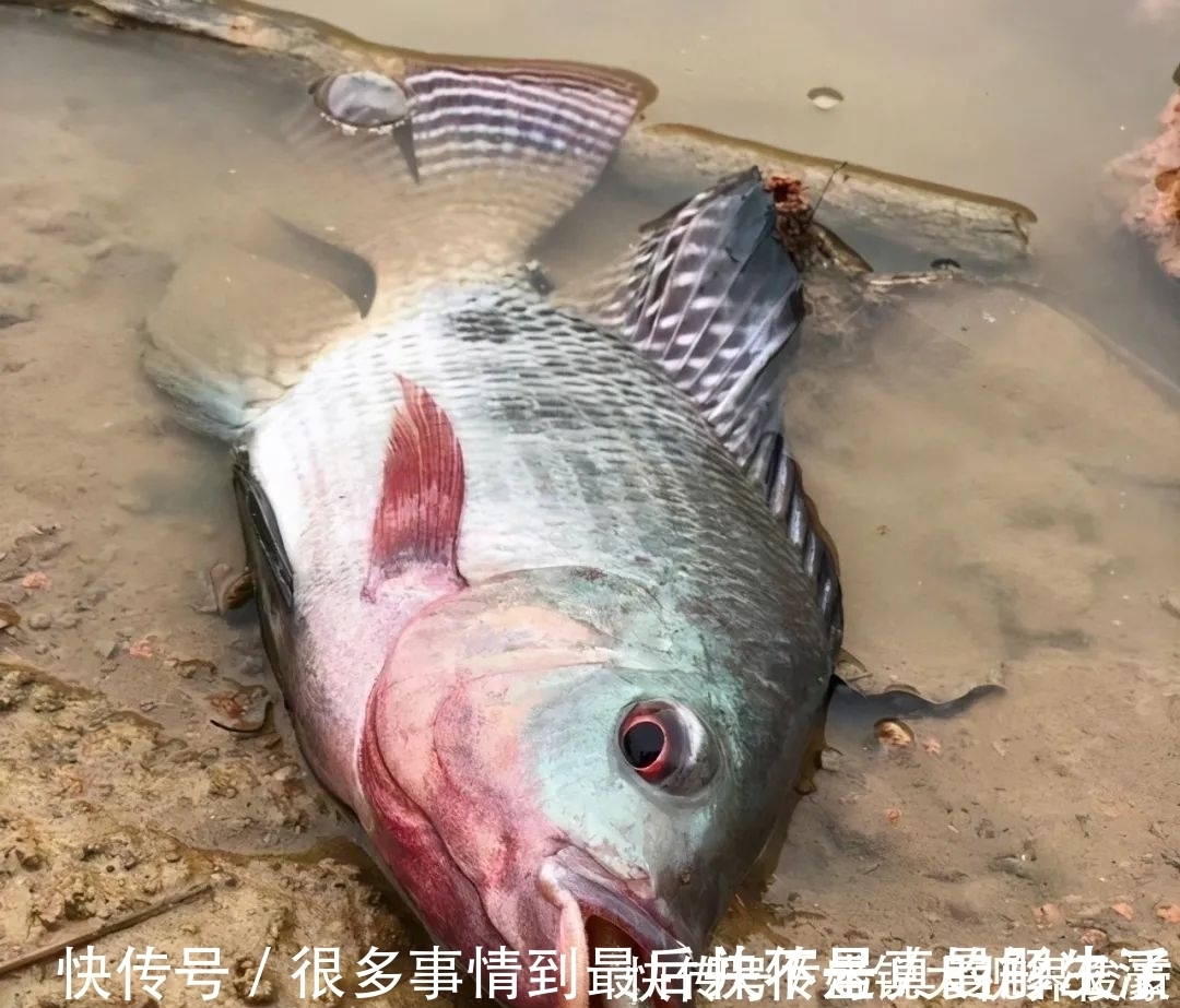 河道“巨型罗非”扎堆,钓鱼人:三五斤起步,半天钓十几条