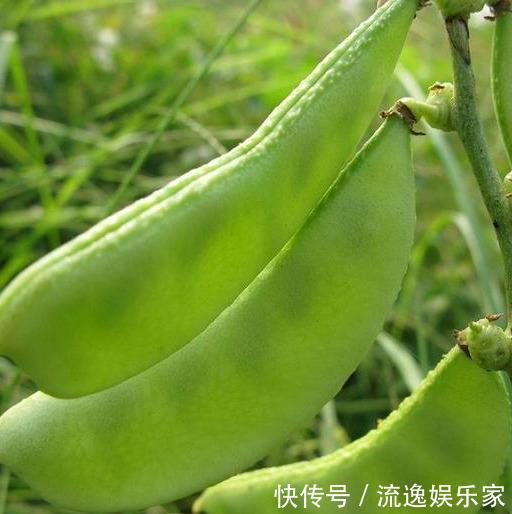 蔬菜|五种蔬菜建议少给娃吃,看似健康,其实对娃并不好,影响身体发育