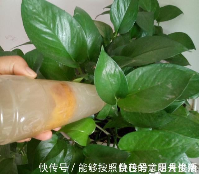 矿泉水瓶|绿萝最爱喝的5种水，喝完长得贼快，叶子像刷了“绿油漆”