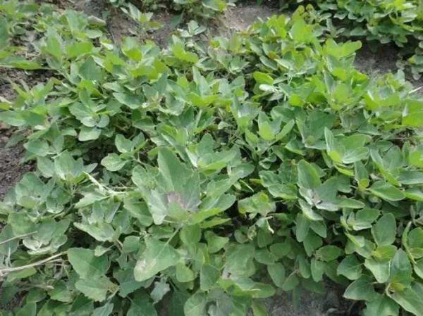 野草|这种野草真有用,是医疗上的好帮手,能为身体补充能量!