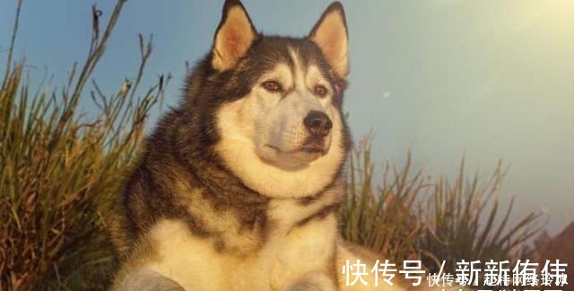 苏东坡!上联:“良犬如狼失点狠”, 苏东坡试对的下联太经典