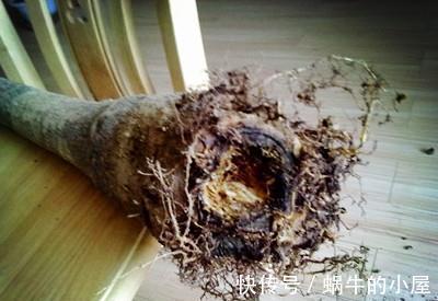 烂根|发财树烂根,我让它起死回生,掌握技巧轻松解决