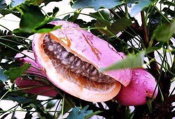 野果|“正在消失”的4种农村野果,吃全了的不多,吃过几种