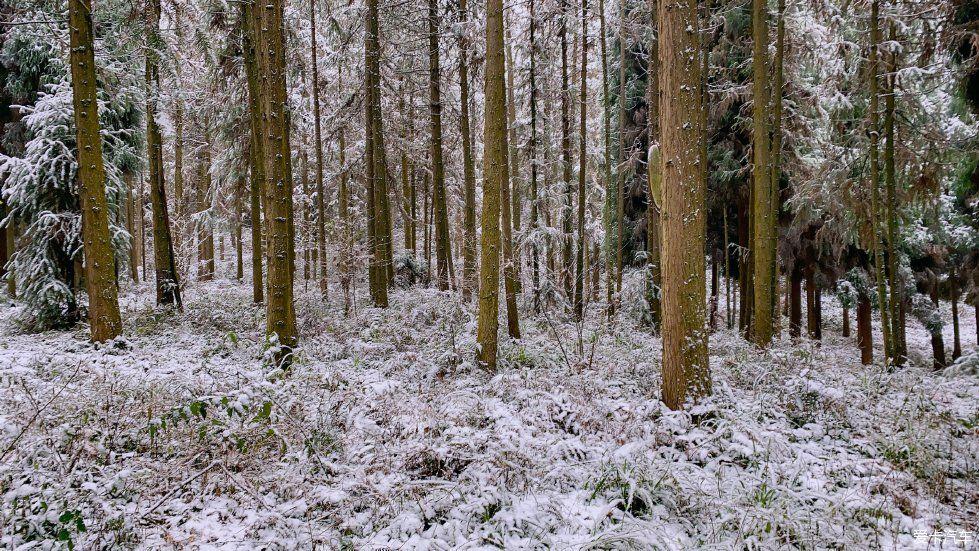 没有门票！无需登山！1天打来回的冷门耍雪地