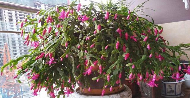 “嘴馋”的蟹爪兰,就喜欢2种酸,浇一点蹭蹭长,花期早开花