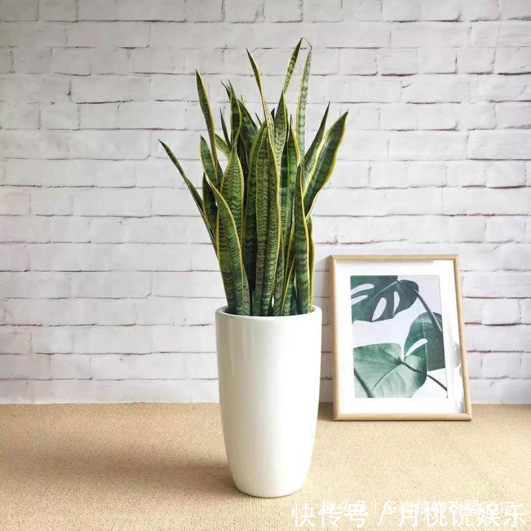 营养均衡|花土底部加上两样东西,虎皮兰长得欢