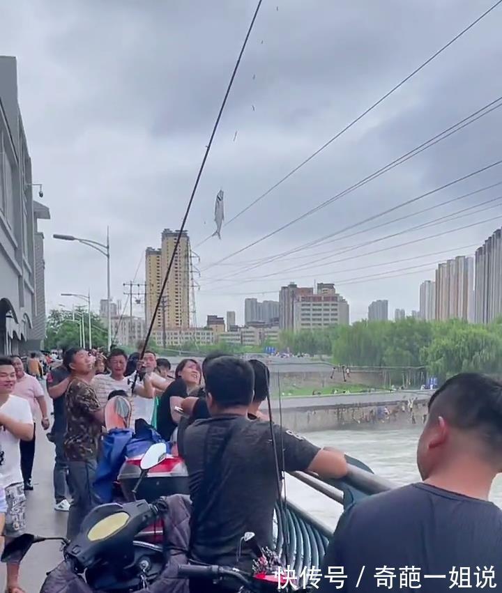 阜阳|安徽阜阳开闸，大鳜鱼、大翘嘴成群出现，有人不惜高压线下钓鱼