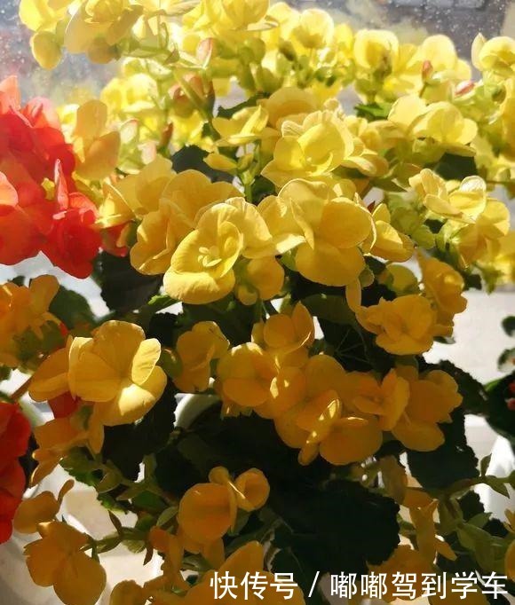 公认“最难养”的3种花,养一盆死一盆,看看你家有没有!