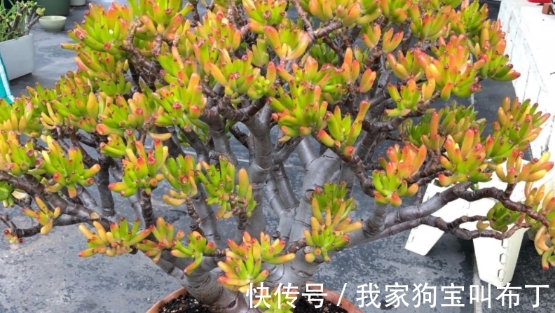 浇水|新买的多肉老桩,该怎么上盆和换盆?需要注意的地方真不少