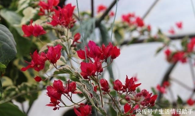 春季三角梅萌芽了,赶紧用点“小手段”,直接冒花芽,无叶开满花!