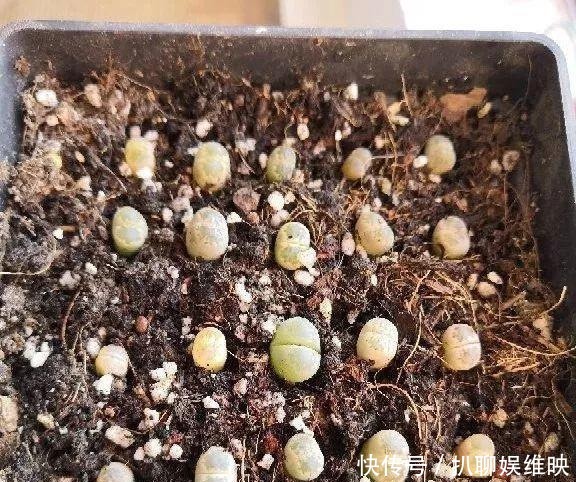 扦插|多肉扦插不用土,胶囊板一套,3天就能冒白根!