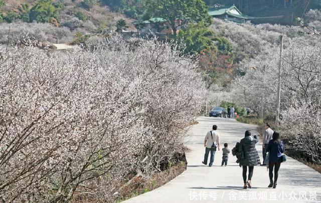 陆河万亩梅园进入最佳观赏期，20万株梅树“白雪皑皑”，太美了