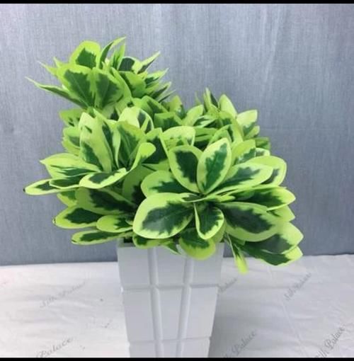 你知道如何养“鹅掌柴”吗？