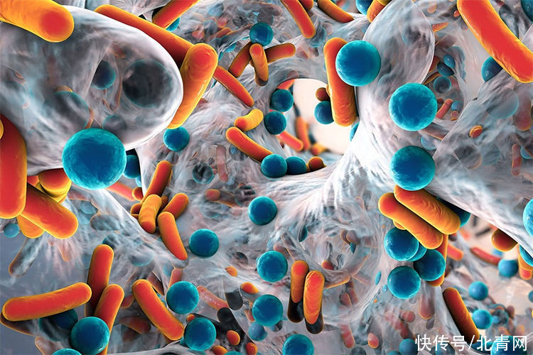 菌体|肠道菌群有哪些不为人知的作用?一定要知道7大功能