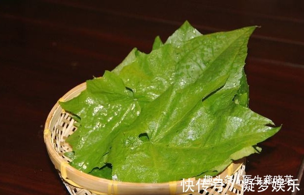 丝瓜|丝瓜叶不要扔掉,城里人大价钱买不到!只因有这三个特殊功效