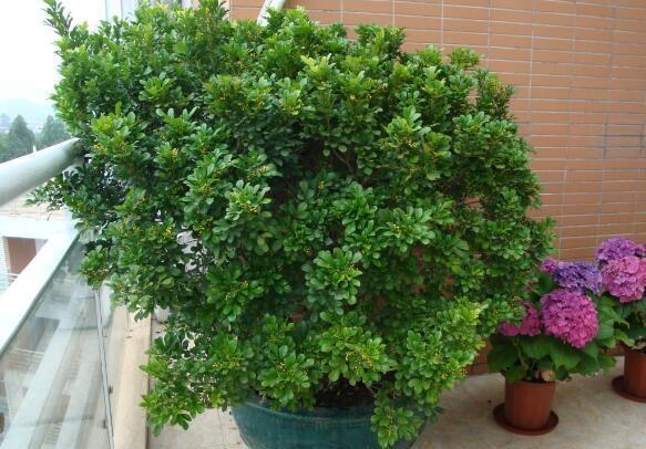 家养米兰花总是长不好，教你4招，开成“爆米花”，比香水味还浓