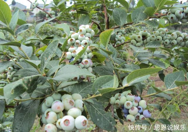 盆栽|原来这么多果树可以种在阳台上,以后再也不用买水果吃了