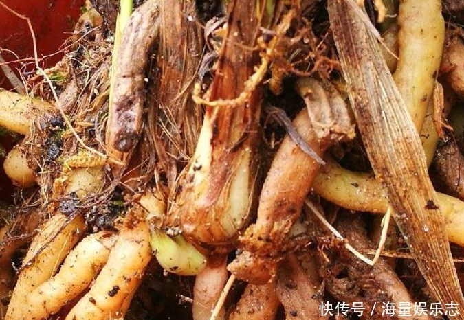 兰花|兰花烂根了怎么救花农教你几招,救活几盆烂根的兰花不成问题