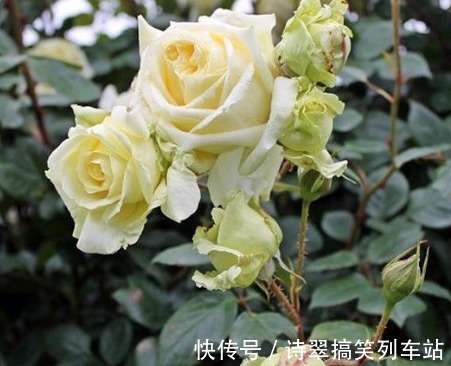 新手养花,不如养盆花中精品“小精灵”,似花中仙子,纯洁俊俏