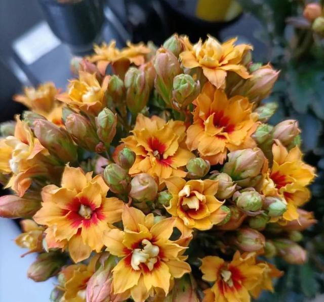 学会长寿花的一个养护秘诀,花苞花朵一起长,开花到年后