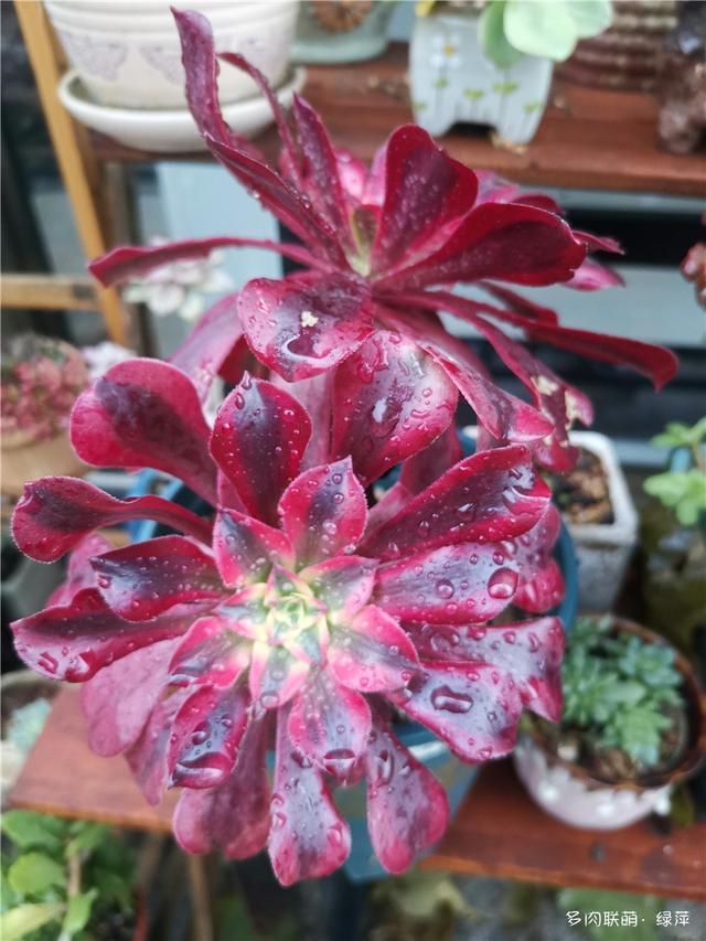 拈花一笑为红颜,无奈雨霾非吾恋