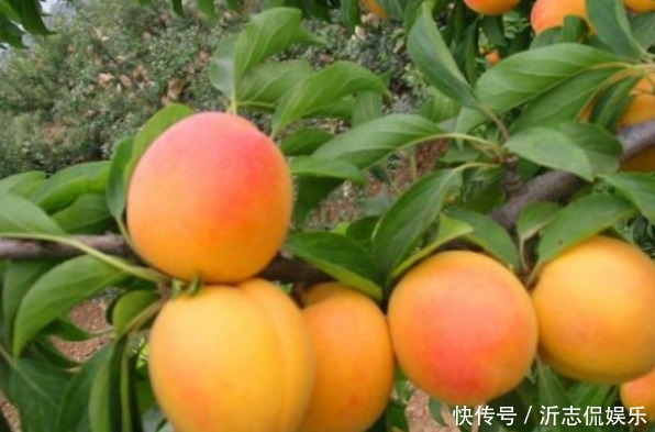 樹體|杏光澤肌膚、養(yǎng)顏美容,農(nóng)民種植掌握病害防治,收獲高產(chǎn)優(yōu)質(zhì)杏子