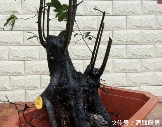 2种花卉很像“树”,不起眼,其实很“值钱”,种2棵“卖1万”!